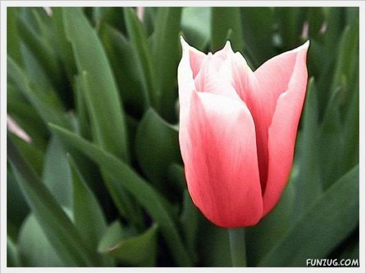 Fresh Flowers for You