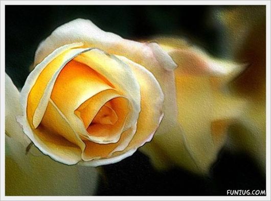 Fresh Flowers for You