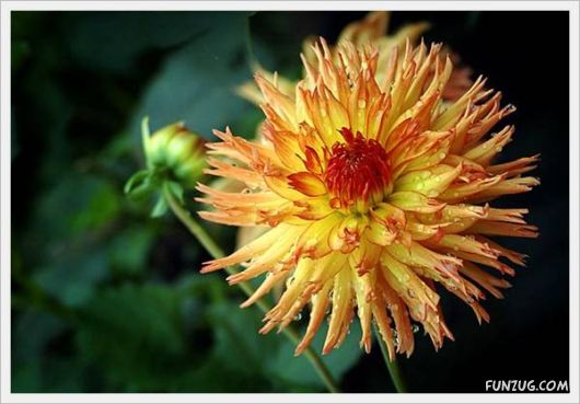 Fresh Flowers for You