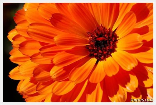 Fresh Flowers for You