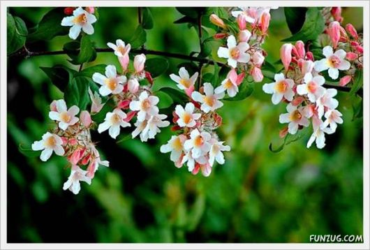 Fresh Flowers for You