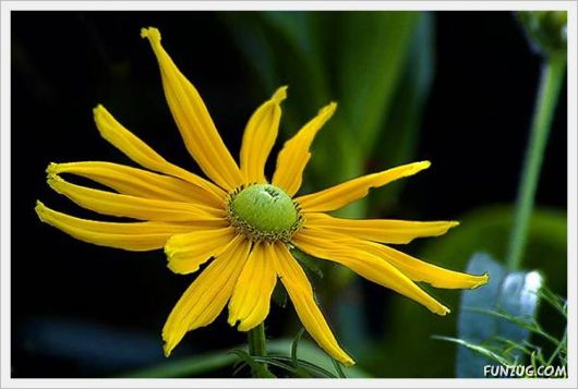 Fresh Flowers for You