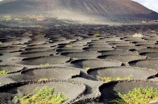 Grapes Production In A Volcanic Island