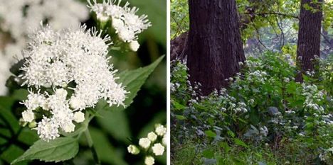Unassuming But Lethal Poison Plants