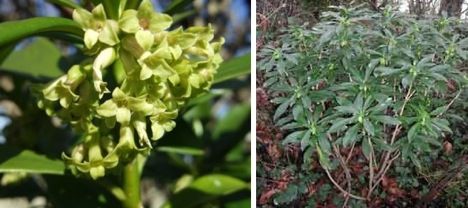 Unassuming But Lethal Poison Plants