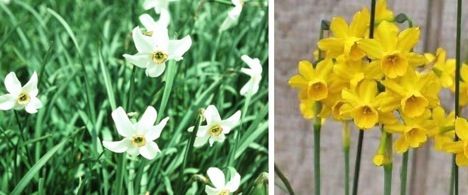 Unassuming But Lethal Poison Plants