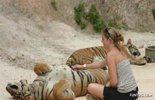 A Paradise for Tiger Lovers