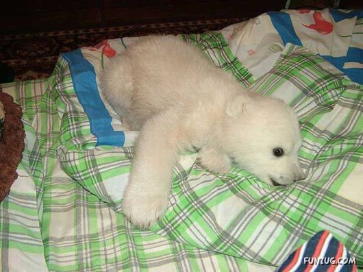Polar Bear Cub Lives In An Apartment