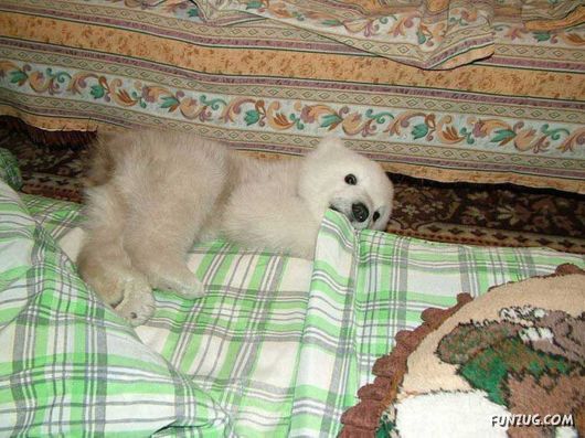 Polar Bear Cub Lives In An Apartment