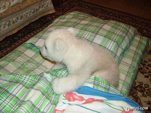 Polar Bear Cub Lives In An Apartment