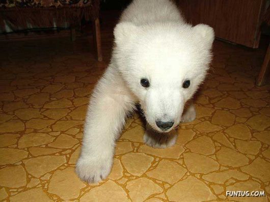 Polar Bear Cub Lives In An Apartment