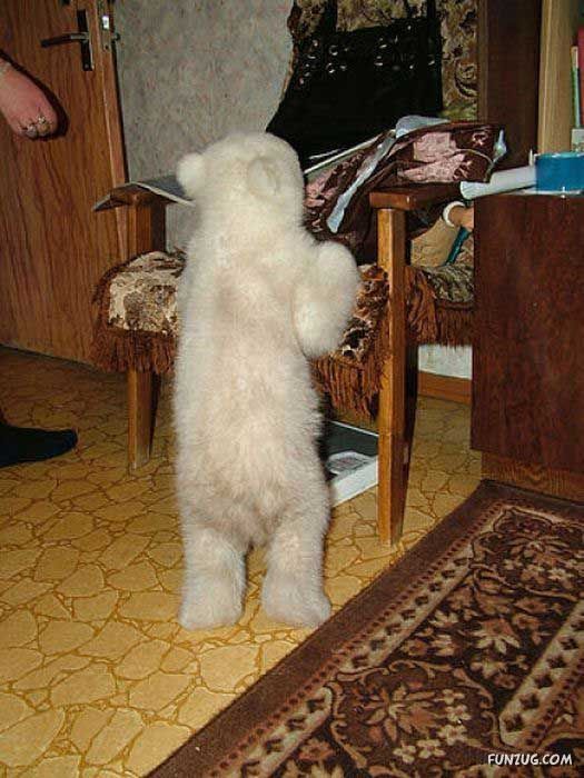 Polar Bear Cub Lives In An Apartment