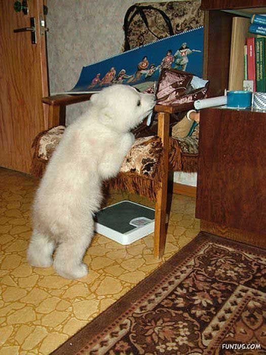 Polar Bear Cub Lives In An Apartment