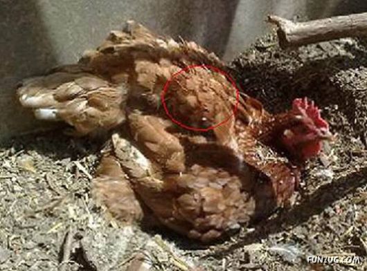 The Phenomena of Images of Saints