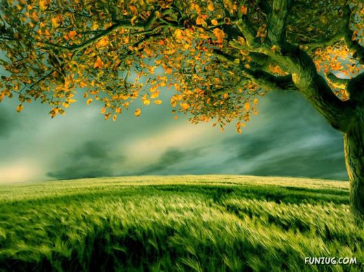 Click to Enlarge - Alone with the Nature Wallpapers