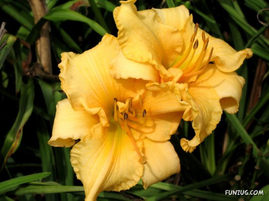 Click to Enlarge - Abstract Flowers Artistic Wallpapers