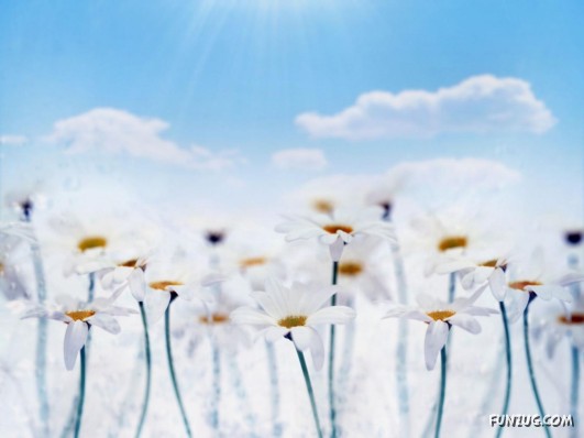 Click to Enlarge - Abstract Flowers Artistic Wallpapers