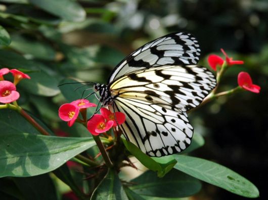 Click to Enlarge - Amazing Insects Wallpapers