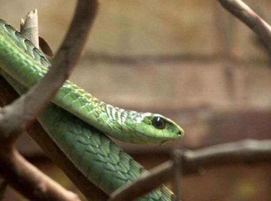 The Wild Life Of Africa