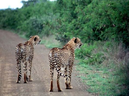 The Wild Life Of Africa