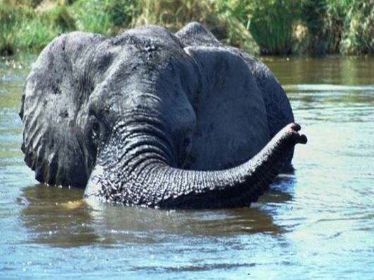 The Wild Life Of Africa