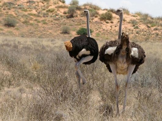 The Wild Life Of Africa