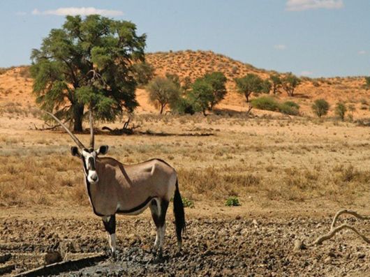 The Wild Life Of Africa