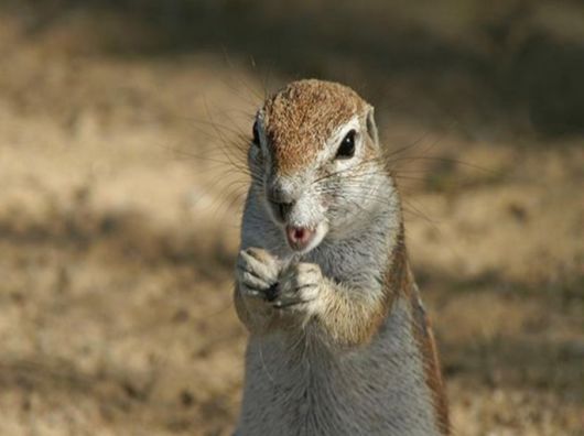 The Wild Life Of Africa