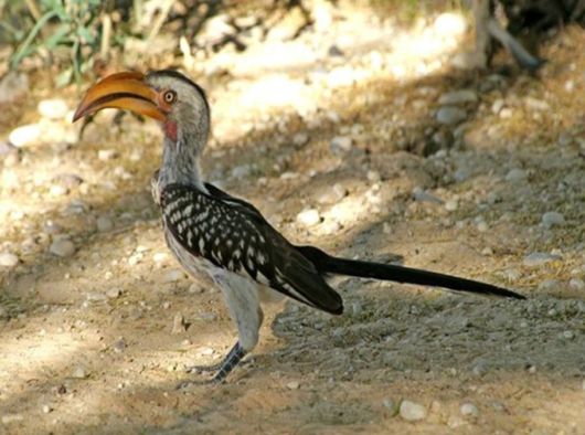 The Wild Life Of Africa