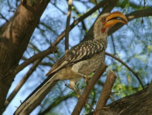 The Wild Life Of Africa