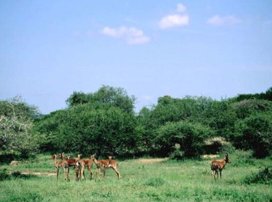 The Wild Life Of Africa