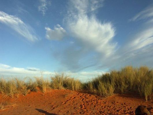 The Wild Life Of Africa