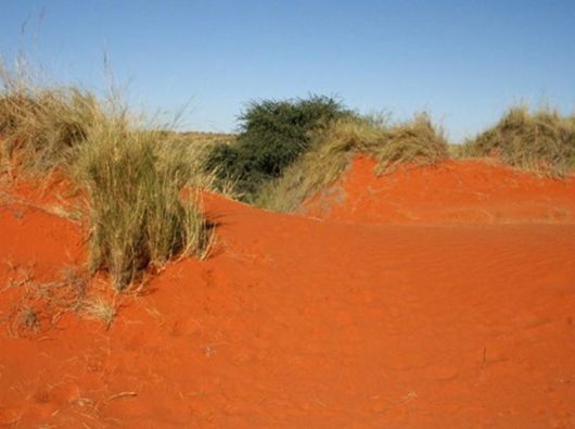 The Wild Life Of Africa