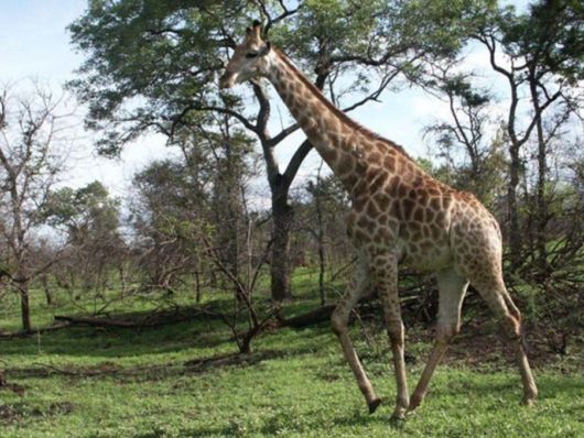 The Wild Life Of Africa