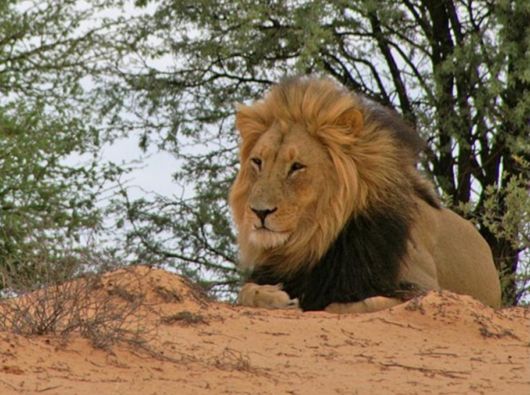 The Wild Life Of Africa