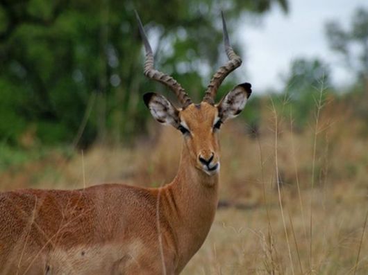 The Wild Life Of Africa