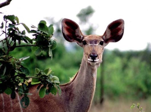 The Wild Life Of Africa