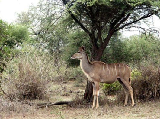 The Wild Life Of Africa