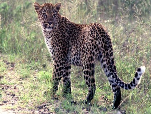 The Wild Life Of Africa