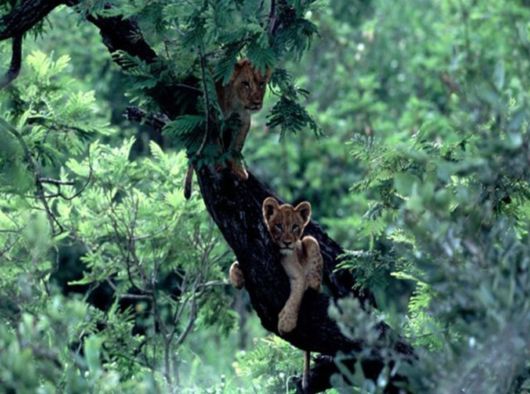 The Wild Life Of Africa