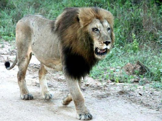 The Wild Life Of Africa