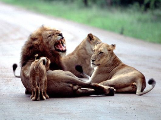 The Wild Life Of Africa