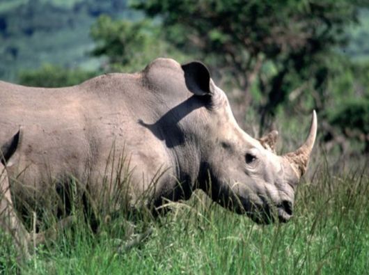 The Wild Life Of Africa