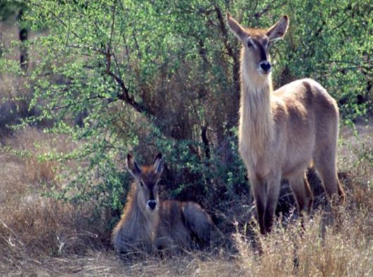 The Wild Life Of Africa