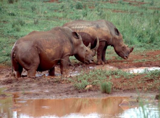 The Wild Life Of Africa