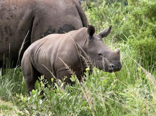 The Wild Life Of Africa