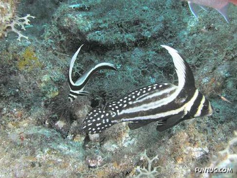 Animal with Amazing Abilities