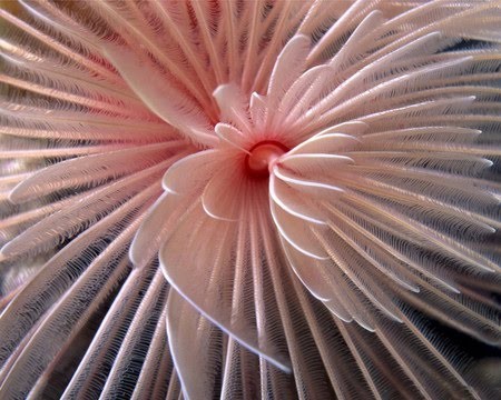 Most Beautiful Coral Photography