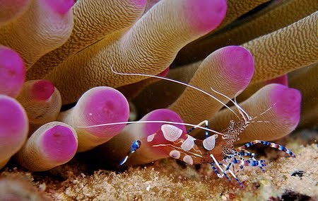 Most Beautiful Coral Photography