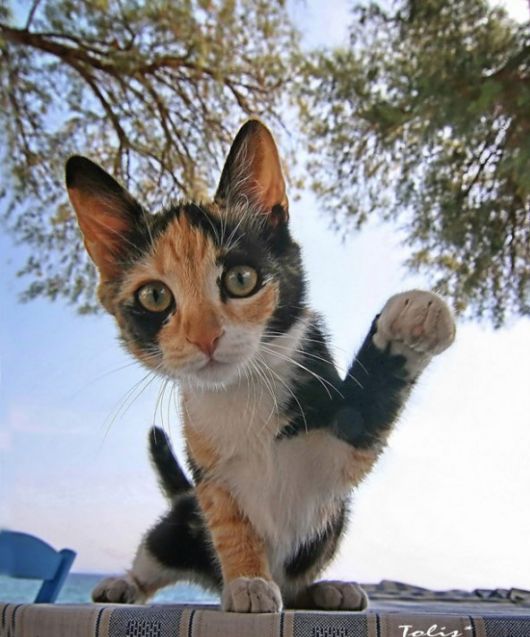 Cute And Funny Animals Photography